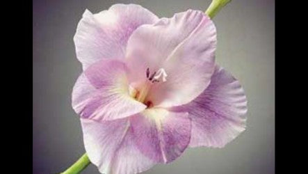 Fun Flower Facts ~ Gladiolus
