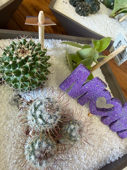 Cactus planter MDAY