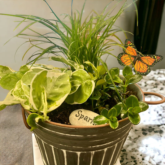 Plant paradise SP