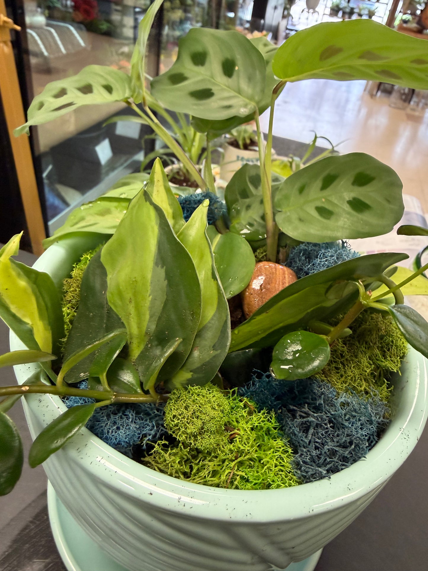 Mixed 6 inch tropical planter SP