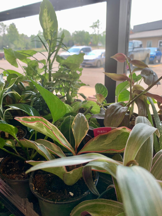 Assorted 4 inch tropical plants