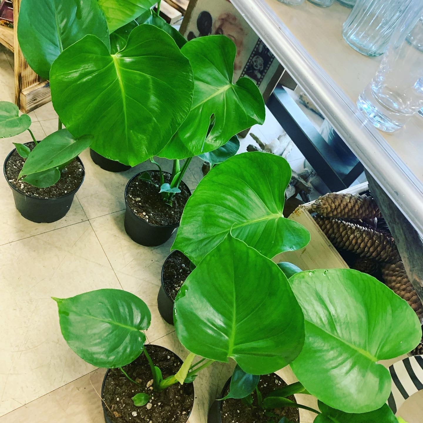 Monstera 6inch nursery pot