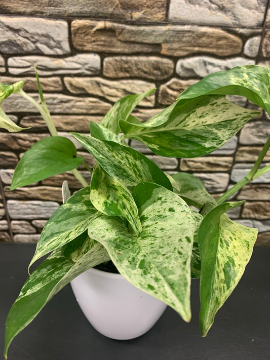 Assorted pothos  4 inch upgrade