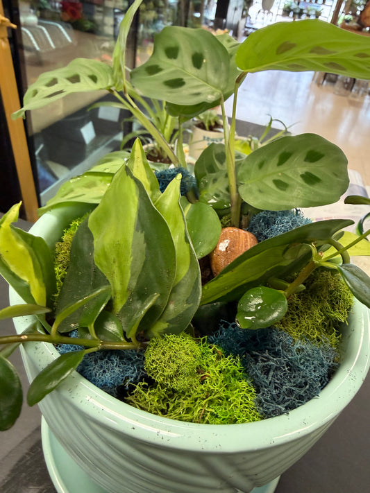 Mixed 6 inch tropical planter SP