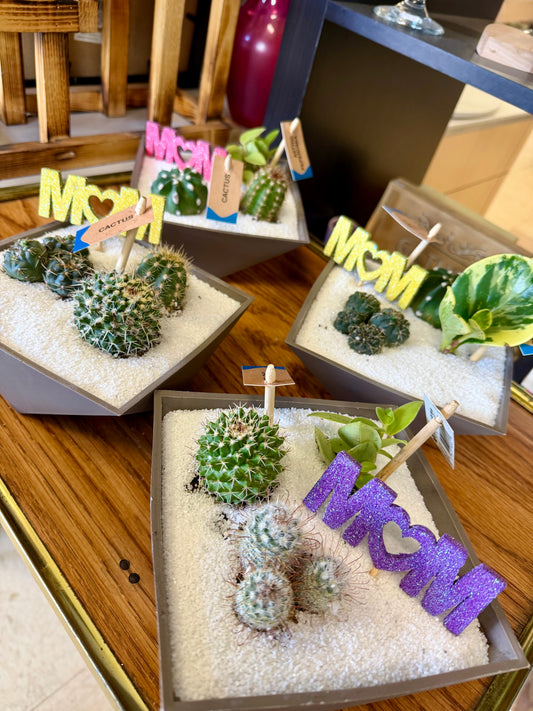 Cactus planter MDAY