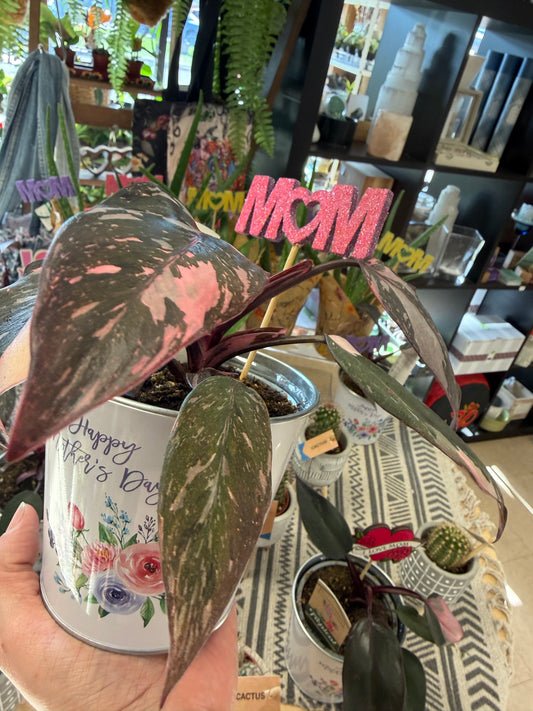 Pink princess house plant MDAY