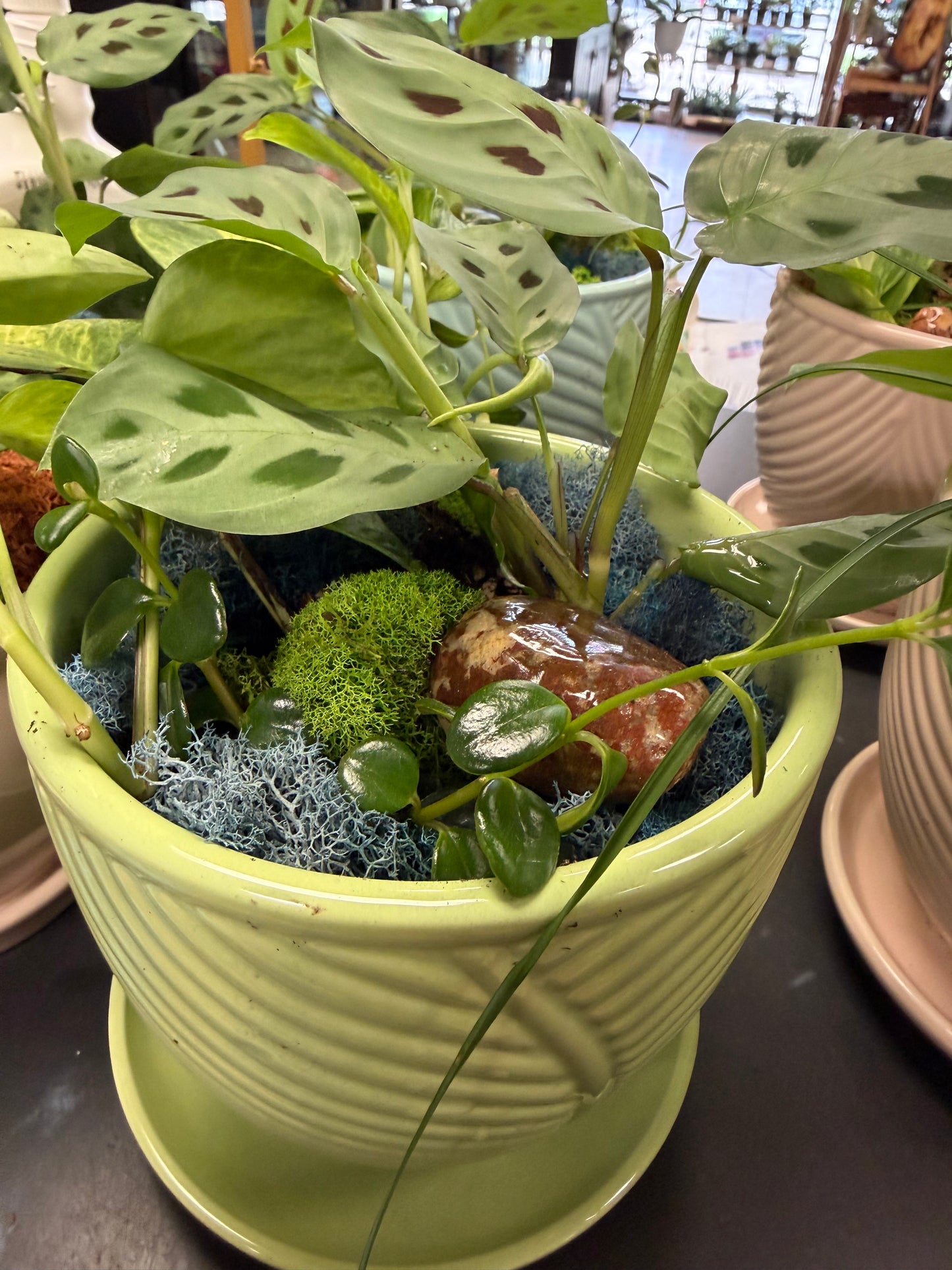 Mixed 6 inch tropical planter SP