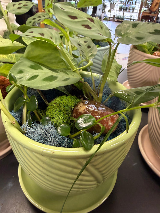 Mixed 6 inch tropical planter SP