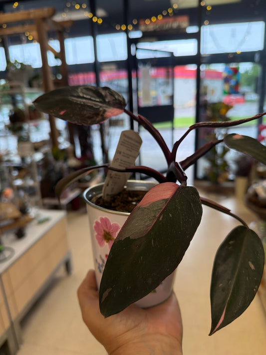 Pink princess house plant SP