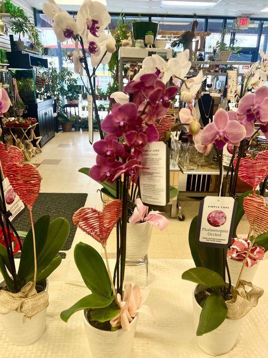 Orchid planter VD