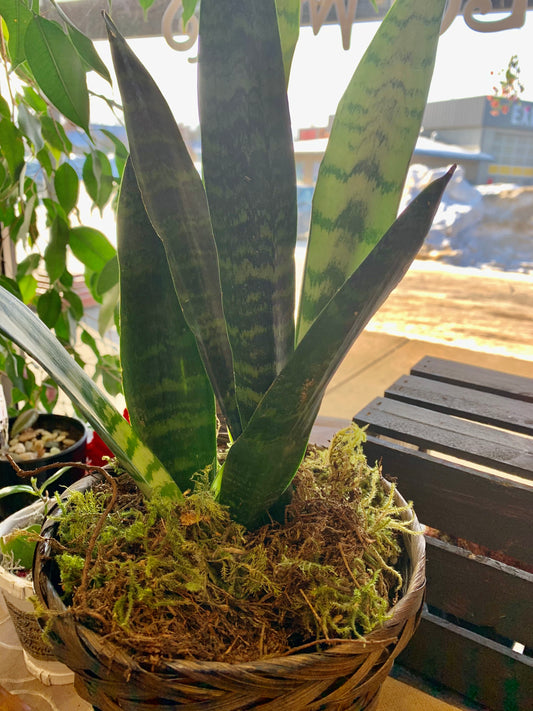Snake plant 6 inch upgraded